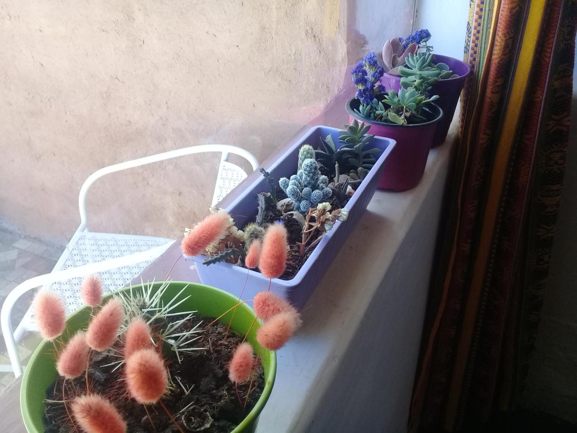 Cabana El Cardon,Casita En El Campo Quebradeno Humahuaca Exterior foto